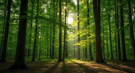 Fototapeta premium Sunlight Beams Through a Lush Green Deciduous Forest Canopy.