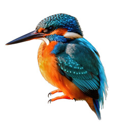 Fototapeta premium Close up of a vibrant blue and orange kingfisher bird perched showcasing its iridescent feathers and sharp beak against a stark black background in a studio setting