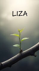 A young plant growing on a branch with the name 'LIZA' written above it in a minimalistic style, symbolizing growth and new beginnings
