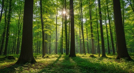 Obraz premium Sunlit Forest Canopy - A Serene Woodland Scene.