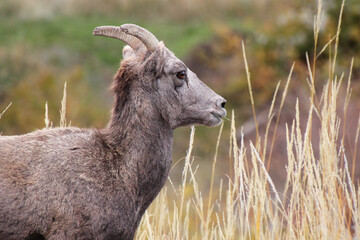 Bighorn Sheep with Golden Grass in its Mouth in Bighorn Canyon National Recreation Area in Montana in Autumn.