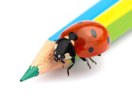 A vibrant ladybug with black spots rests on the colorful tip of a sharpened pencil against a white background. Close-up shot with soft focus