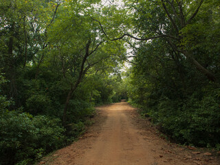 A winding path through a lush green forest