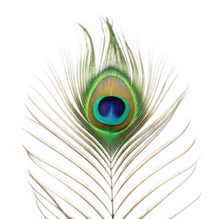 Obraz premium Vibrant peacock feather with eye pattern isolated on transparent background