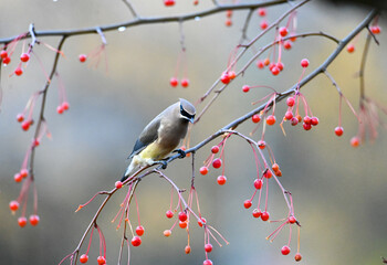 waxwing on a branch