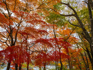 旭日丘湖畔緑地公園の紅葉