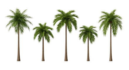 Five palm trees transparent background cutout png