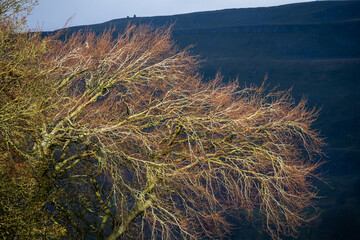 Sunlit bare tree branches against a dark hillside