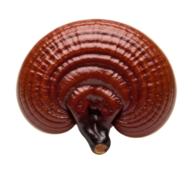 Reishi mushroom ganoderma lucidum medicinal mushroom transparent background cutout png