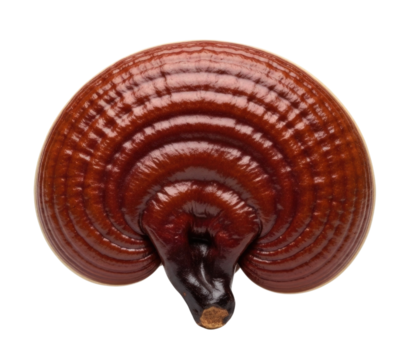 Reishi mushroom ganoderma lucidum medicinal mushroom transparent background cutout png