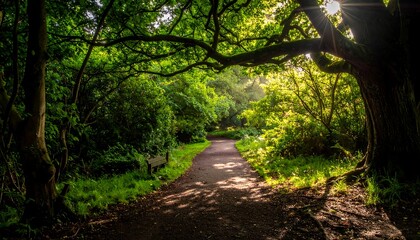 A winding dirt path through a lush green forest, sunlight filtering through the canopy and casting shadows