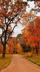 Curved gravel path lined by magnificent old trees with orange and red autumn foliage, leading through a scenic, sunlit area of the historical park