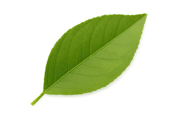 Fototapeta premium Fresh green plant leaf with transparent background