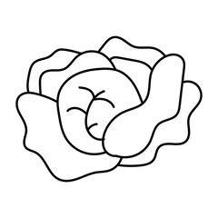 Hand drawn assortment of leafy. Vector illustration of cabbage vegetable icon
