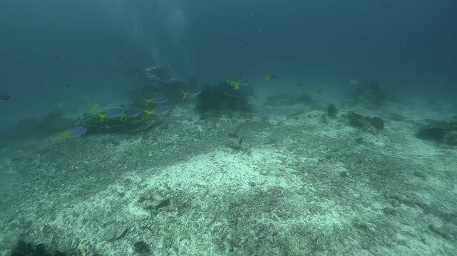 a group of fusilier swim together underwater in slow motion