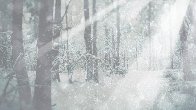 Winter landscape background snow fall creates a magical forest scene with trees and bright light rays.