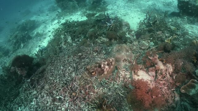 A squid swims slowly and changes camouflage pattern on the underwater sandy floor