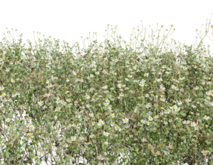 White daisy wildflowers bloom beautifully in a sunlit meadow of green grass with isolated on transparent background - PNG file, 3D rendering illustration