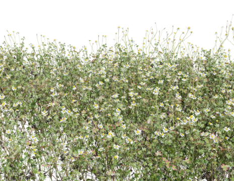 White daisy wildflowers bloom beautifully in a sunlit meadow of green grass with isolated on transparent background - PNG file, 3D rendering illustration