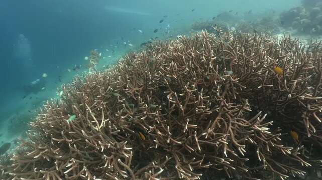 Staghorn corals underwater sandy floor with various damsel fishes