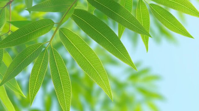 A realistic close-up of a green, sun-drenched banaba leaf, symbolizing the source of corosolic acid.