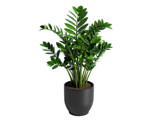 Tall ZZ plant with glossy, dark green leaves in a modern pot