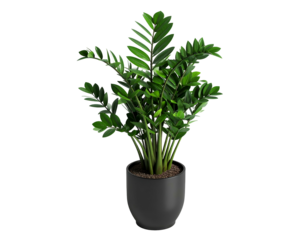 Tall ZZ plant with glossy, dark green leaves in a modern pot