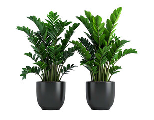 Two lush green plants in dark modern pots