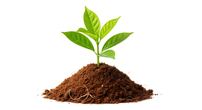 Young Green Plant Sprouting from Rich Soil, Symbolizing Growth and New Beginnings