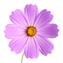 Overhead shot of a delicate, soft-purple flower with a yellow center against a clean white backdrop. Petals radiate outwards