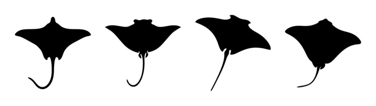 Four black silhouettes of stingrays in various poses displayed side by side