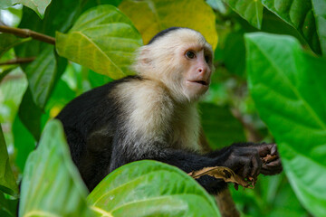 Cahuita, Costa Rica - November 3, 2025: A White Headed Capuchin in Cahuita National Park in Costa Rica.