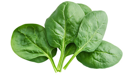 Fototapeta premium Fresh spinach leaves for healthy eating kitchen food natural light isolated on transparent background