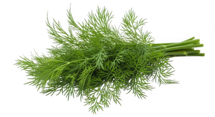 Fresh green dill bunch isolated on transparent background