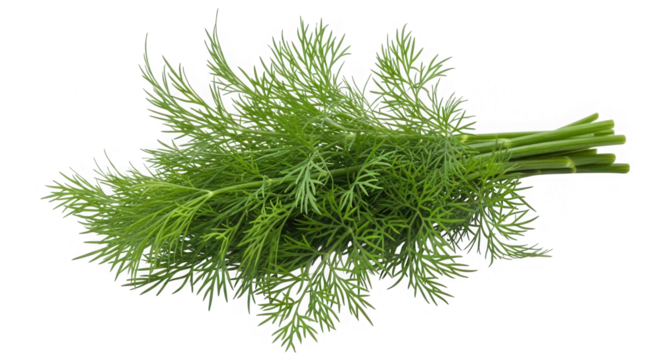 Fresh green dill bunch isolated on transparent background
