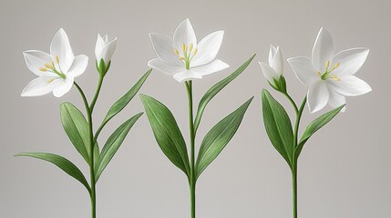 Fototapeta premium White Star - shaped Flowers with Green Leaves on Gray Background