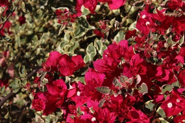 The Living and Breathing Flowers of a Bougainvillea 