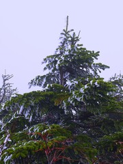 Frost