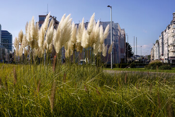 Pampas Grass Growing Along a Street in Vienna, Austria