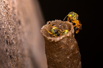 Brazilian stingless bees Jatai  (Tetragonisca angustula) working at the wax tube entrance of their hive. This native species is a vital pollinator for South American ecosystems.