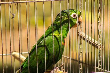 A parakeet (Pionus species, a psittacine native to Brazilian fauna) is seen inside a cage on a farm in Brazil. The image raises the discussion about wildlife trafficking