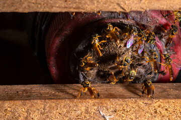 Entrance of a homemade bait trap for Brazilian Jataí stingless bees. Made from a recycled PET bottle, this sustainable DIY device is used in meliponiculture to capture wild swarms for beekeeping.