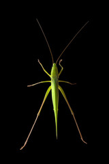 A vibrant green Katydid insect isolated on a black background. Detailed macro shot in profile, showcasing its leaf-like camouflage wings, long antennae, and powerful jumping legs.