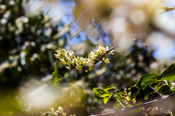 Coffee tree blossom with white color flowers with selective focus in Sao Paulo state, Brazil
