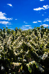 Coffee tree blossom with white color flowers with selective focus in Sao Paulo state, Brazil