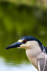 A Black-crowned Night-Heron (Nycticorax nycticorax) stands on a grassy bank. This nocturnal bird, with its striking black, white, and grey plumage, is a common sight in wetlands worldwide.