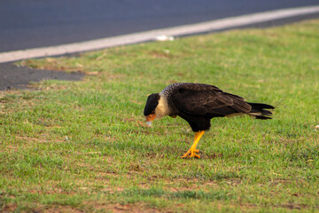A Southern Crested Caracara (Caracara plancus) walks across a vibrant green, grassy field. This adaptable South American bird of prey is captured in profile, showcasing its distinct features.