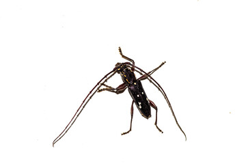 Stunning macro of Ambonus interrogationis, the 