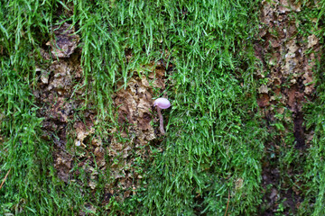 A miniature mushroom with a pale pink cap grows from a crevice in the bark, which is covered by a thick carpet of vibrant green, dense moss. The detailed macro shot emphasizes the textural contrast be