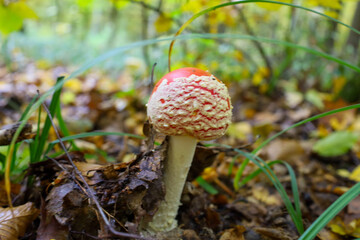 A young Fly Agaric mushroom with a bright red cap and white flecks emerges from the forest floor, surrounded by fallen brown and yellow leaves. The sharp macro shot emphasizes the mushroom's texture a